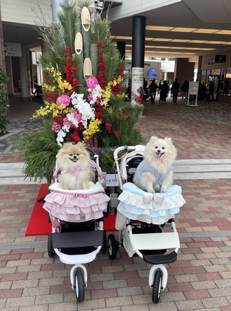 りんくうアウトレットに行ってきました〜！
どこもお正月用の飾りになってました🎍🌅

#犬のいる生活  #ポメラニアン