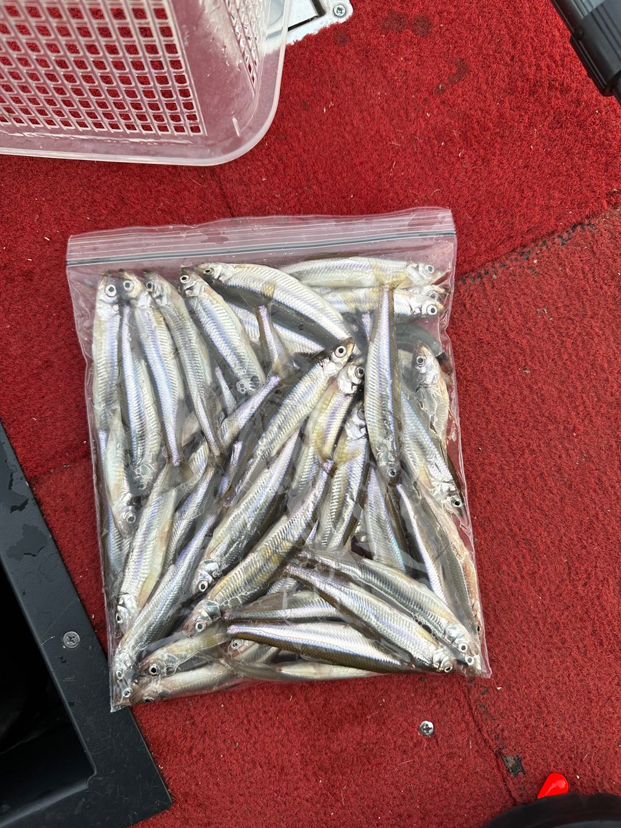 bass_Up6's tweet photo. 今年最後の釣りは感覚を取り戻す為に今年お休みしていたバス釣りへ！
なんとか子バスも釣れ帰る前に30分だけワカサギもして無事釣り納めできました！

皆さま今年も1年お世話になりました🙇

また来年もよろしくお願いします

#釣り納め #バス釣り #バスフィッシング #ワカサギ #ワカサギ釣り https://t.co/7Mdz3h4WYn