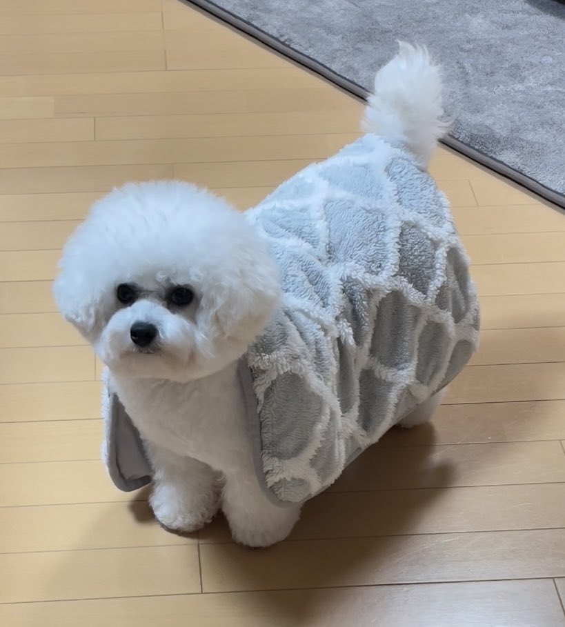 とろろの成長記録 (@tororo0927) / Posts / X