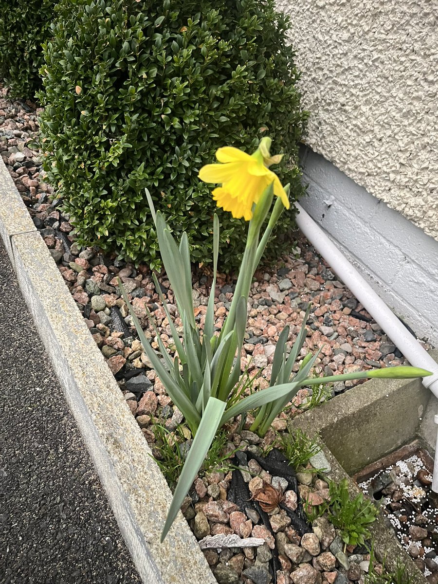 Daffodils in December