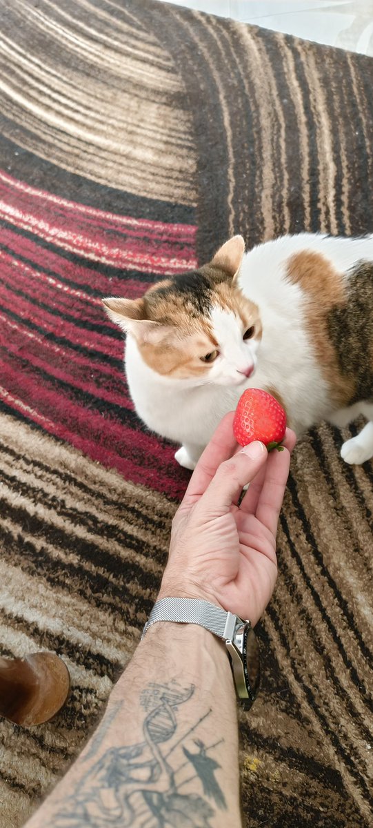 فراولة بتشم فراولة