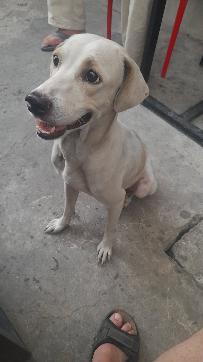 QTLingAlex's tweet photo. This streetdog has the biggest cock and balls ive ever seen. Much respect https://t.co/F2MN89GN9t