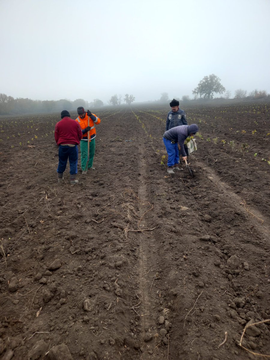 RNP_Romsilva's tweet photo. Campania de împăduriri de toamnă continuă. Suntem în U.P I Mogoș, u.a 13B, la Ocolul Silvic Galați, unde s-a plantat pe o suprafață de 9,6 hectare, din totalul de 40 hectare cât prevede programul de împăduriri de toamnă la acest ocol silvic.
#forestworkers #tree #afforestation https://t.co/x2IGS1pBQK