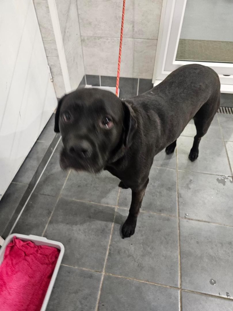 VERY URGENT please share to help Louie find a RESCUE SPACE #ENGLAND #UK - BEFORE JANUARY 3 !!!!!!!!
At risk of euthanasia!! 🆘🆘🆘🆘🆘🆘🆘🆘
NOT AVAILABLE FOR ADOPTION, NOW IN A COUNCIL POUND. Please share wherever you are to get them seen.
This little cutie we have called him