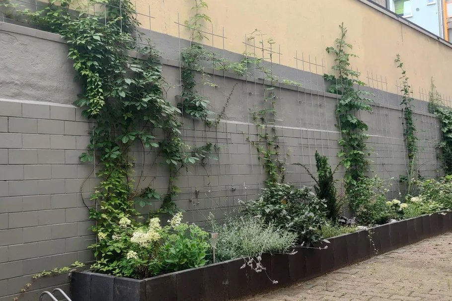 Die Förderrichtlinie zur #Klimaanpassung der Stadt #Offenbach wird fortgesetzt. Ein wichtiger Bestandteil dieses Programms ist die Fassadenbegrünung. offenbach.de/buerger_innen/…

📸privat