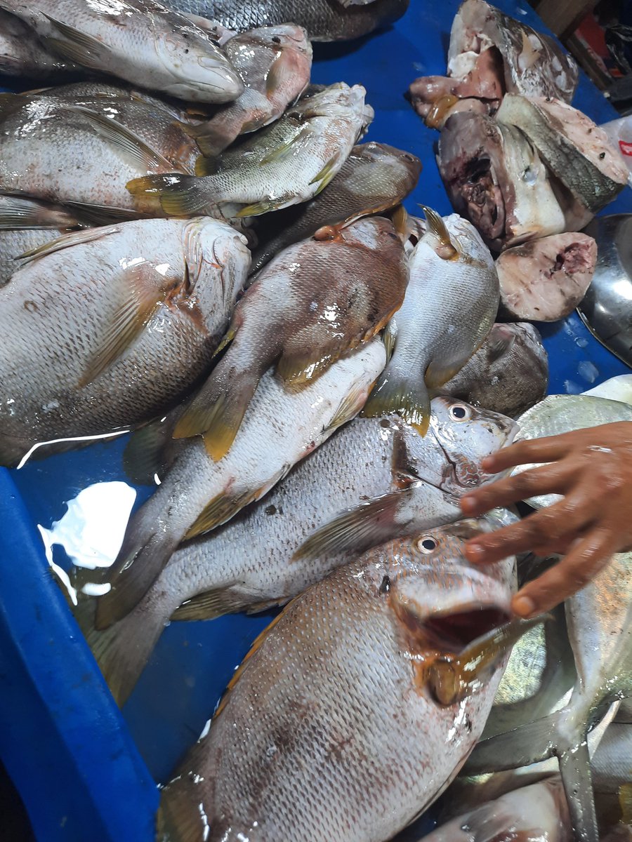 Septiarsih2's tweet photo. Jumat, 20/12/2024, Septiarsih luhkan Bengkulu Tengah melaporkan hasil produksi KUB Anak Rantau berupa ikan jenihin sebanyak 50kg dengan hrga jual 50rb perkg.
#GiatLuhkanSatminkalBRPPUPP 
#luhlapor https://t.co/JQYKYVt19o