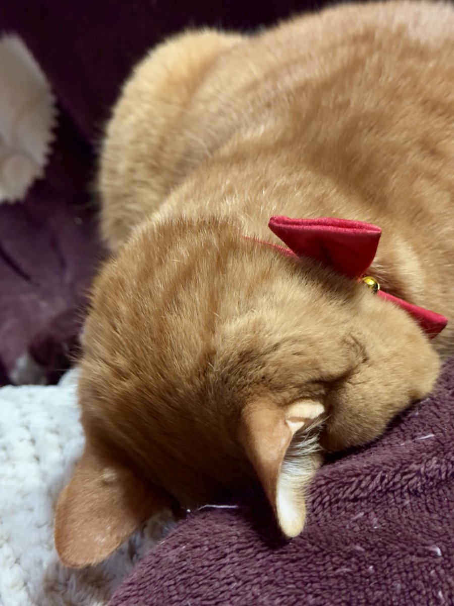 ストーブつけてると傍で寝まくりでたまらん！
ストーブついてないときはコタツのなか