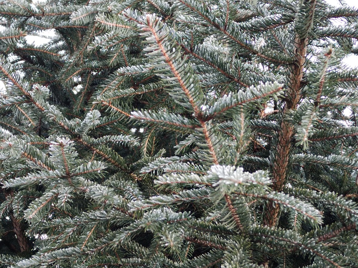 vaclavkovalcik's tweet image. Smrk ztepilý (Picea abies) ve městě: Václav Kovalčík, prosinec 2024, Zlín

#tree #stromy #baum #strom #picea #Zlín #nature #winter