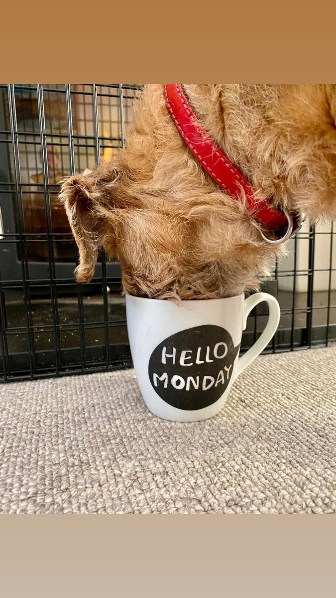 It don’t feel like a Monday 🎄
#BTPosse