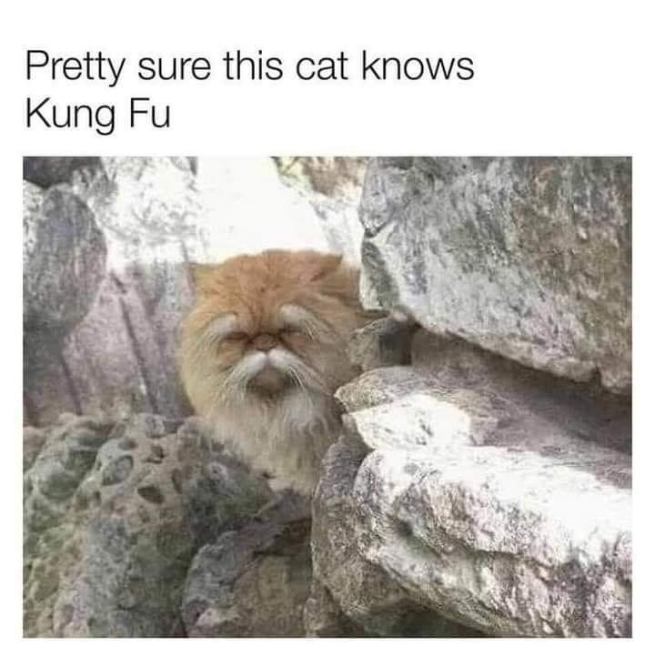 cats with powerful impression 🐾 tweet media