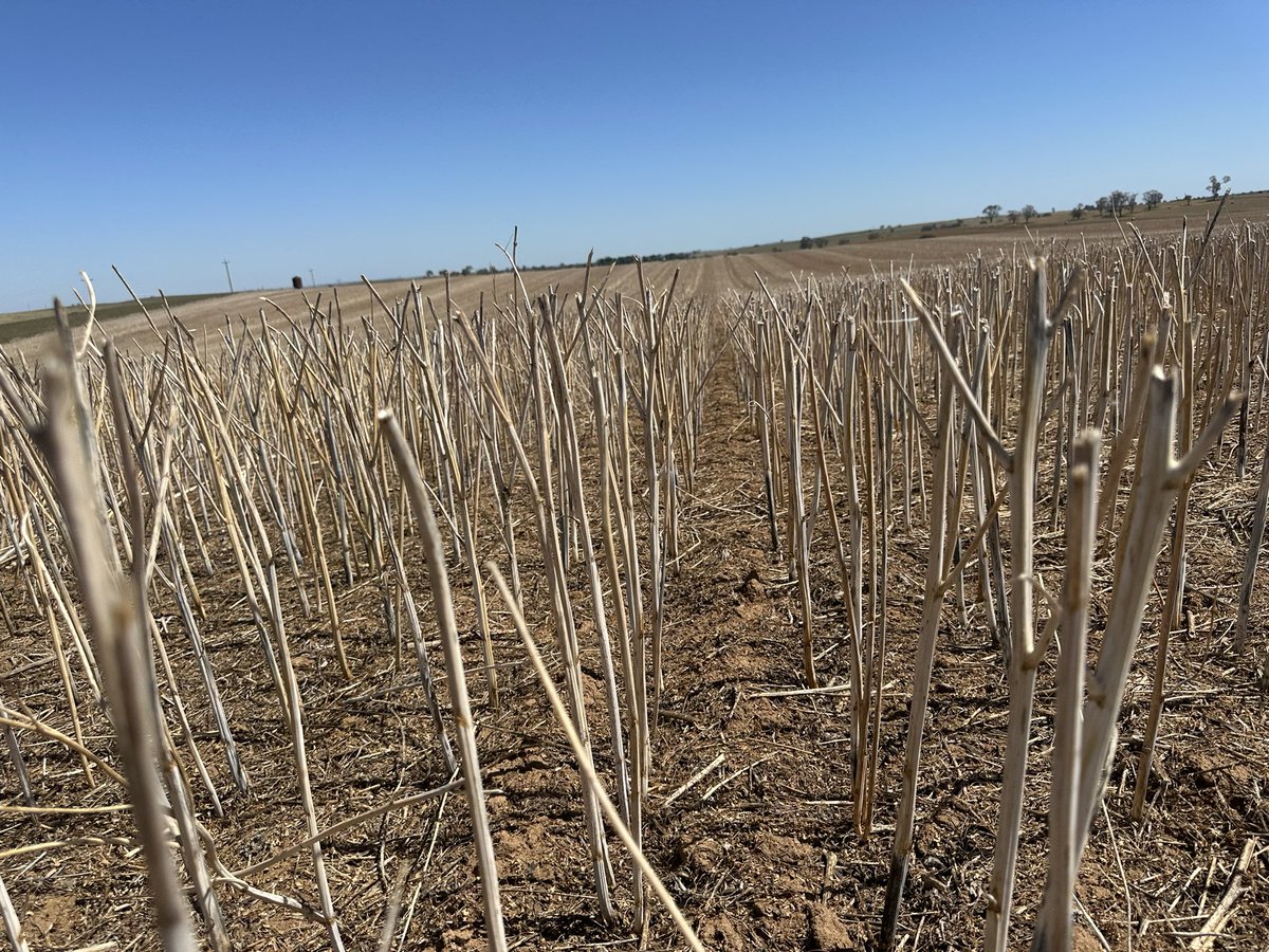 It’s always a pleasure to run across paddocks that have already been tidied up when doing fallow checks. 👌
It feels good knowing our clients are continuing to do their best to set themselves up for future success!👍
#GrowmoreAg
