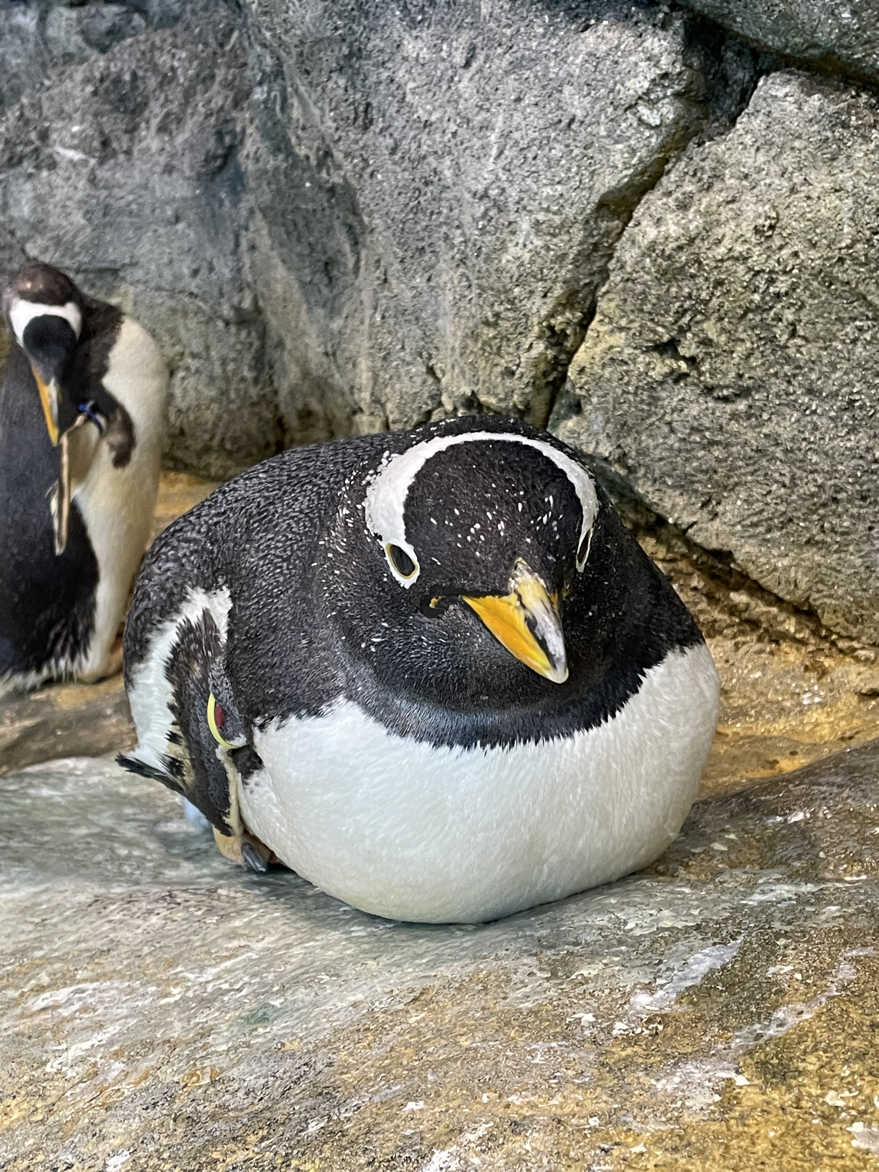 最近よく一緒に行動している2羽のキングペンギン。右がピンク