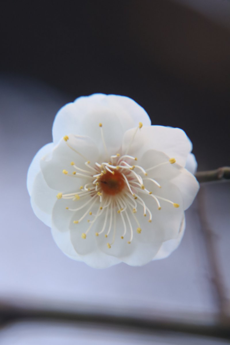 japaneseapricotblossom