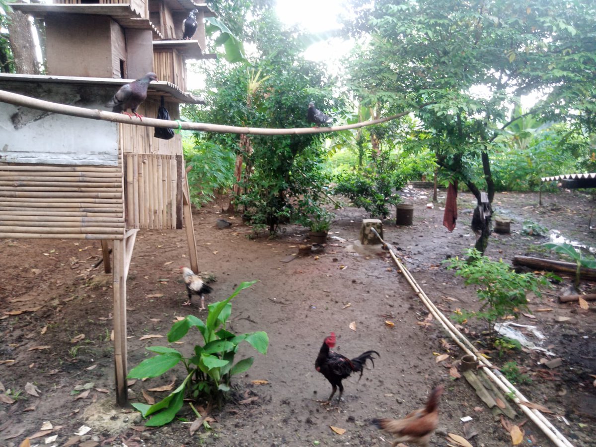 xpupyyy's tweet photo. RUMAH DI JUAL

Letak Strategis Pinggir Jalan Raya Tenjo(cocok untuk usaha)

WA. 087746394050

LT. 516m 
LB. 7,5m × 22m 
3KT
2KM
1Toko
Surat Tanah AJB (Tidak bermasalah)

5 Menit ke stasiun dan pasar Tenjo
10 Menit ke podomoro Tenjo
15 Menit ke Pemda Tigaraksa

Harga 3JT per Meter https://t.co/L09hOzJNvy