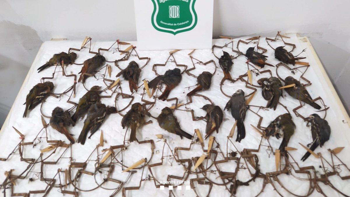 Interceptem i denunciem un furtiu de fringíl·lids a St. Joan Despí (Baix Llobregat).

Comissem 20 aus (1 pit roig, 9 pinsà, 8 cotxa fumada i 2 cuereta blanca) que havia capturat amb paranys, així com 23 ballestes. 

Lluitem contra el furtivisme. Protegim el medi