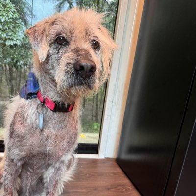 youlovedogs's tweet photo. #NewProfilePic https://t.co/VE7J9gLaVR