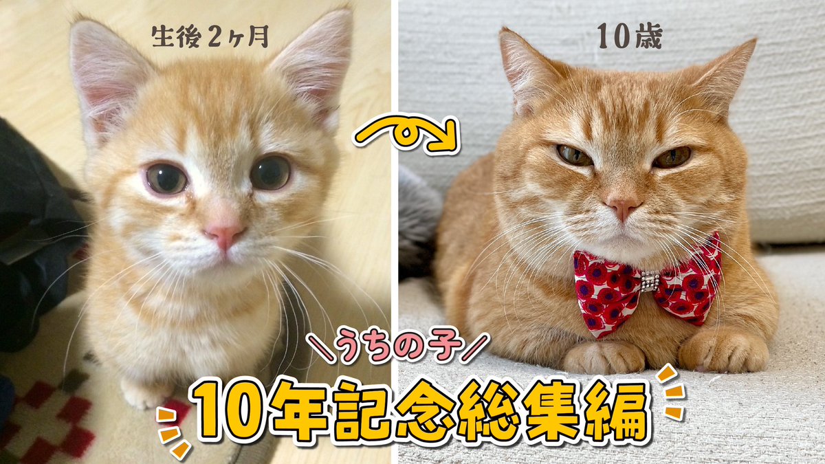 purin_nyann's tweet image. この後20時から！
プリンうちの子10周年！記念総集編動画をプレミア公開します🍮
みんなでチャットを楽しみながら10年振り返りましょう！
是非来てね😸
youtu.be/3D0MBMvMsfE?si…