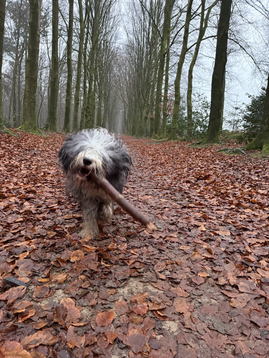 Frank Jongejan 🗽 (@frankjongejan) on Twitter photo 