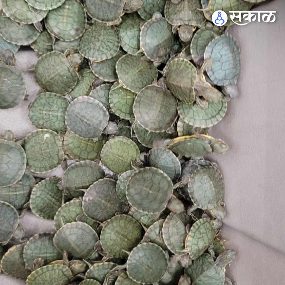 SakalMediaNews's tweet photo. पुढील तपास पोलीस करत आहेत.
#trichyairportturtles #trichyairport #trichy #airport #turtlessmuggling #kualalumpur #turtlecase #latestupdates #latestnews #marathinews https://t.co/fsm0Wi4Vyn