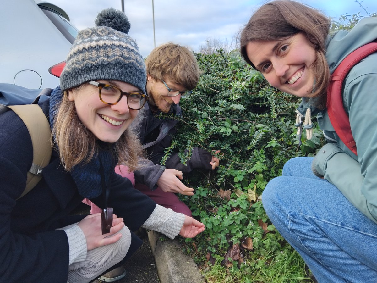It's Day 2 of #NewYearPlantHunt: best wishes to all our intrepid botanists who will be out hunting today for wild &amp; naturalised plants in bloom across Britain &amp; Ireland. 
Check out our round-up of Day 1 results to find out who went where &amp; what they saw: 
bsbipublicity.blogspot.com/2024/12/new-ye…