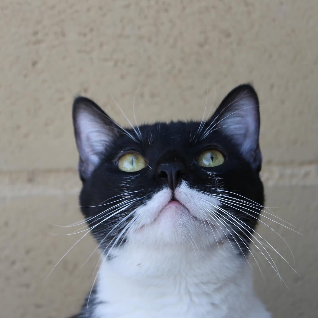 #GUS 🤍🖤❤️
Este precioso gato TUXEDO , un "gatiperro" mimoso, dulce y ronroneador , un gatito faldero 
que busca a su "Karen" 
(o Karencio) espera en la <a href="/protemalaga/">Protectora de Málaga</a>
Un hogar por Navidad para él!! 
#Adopta #AdoptaNoCompres
#Malaga