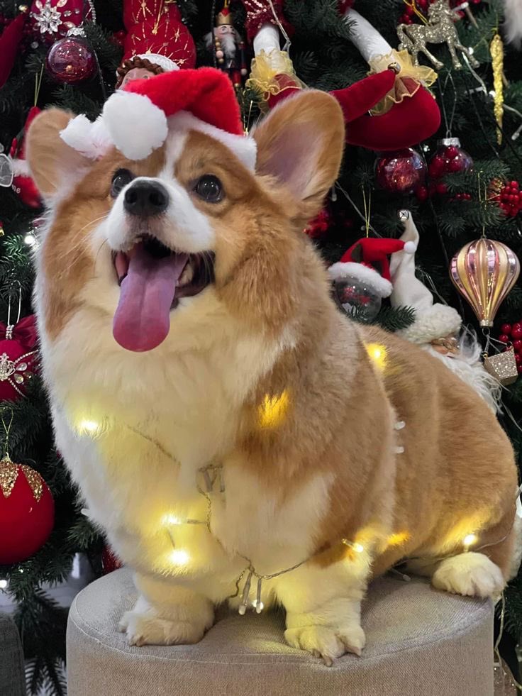 ⠀⠀⠀⠀⠀⠀

⠀⠀  — @ augustinekalix_  sns update. 
      ≡ 12-30-2O24 | 06:44 PM
      ⌕ Location Disabled 

           ❝ Merry Christmas and Happy Nwe Year, Everyone!! From us <a href="/energyqap/">ً</a> and cody to yours !! 🫶🎄🎉❞

  ⠀⠀