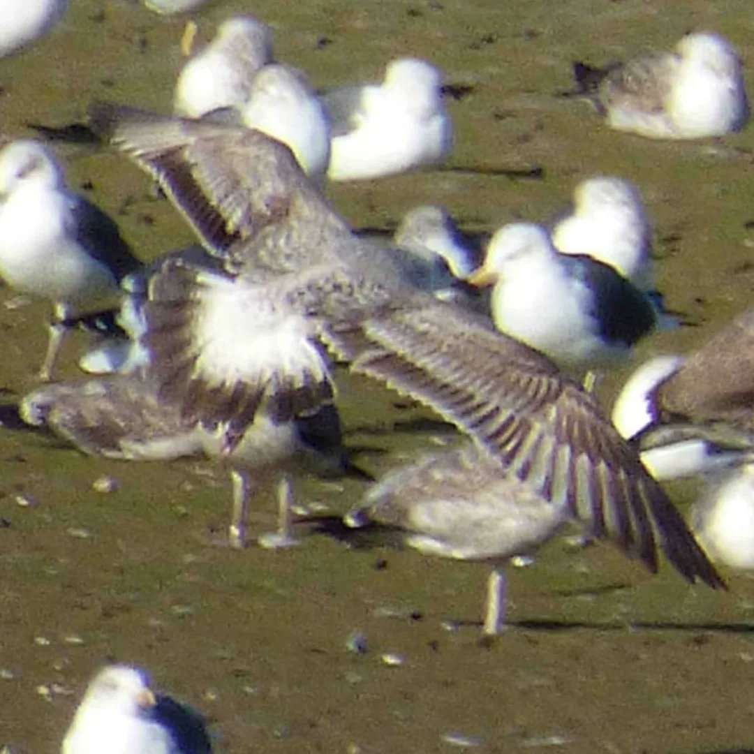 Iduna Tours Birding & Nature tweet media