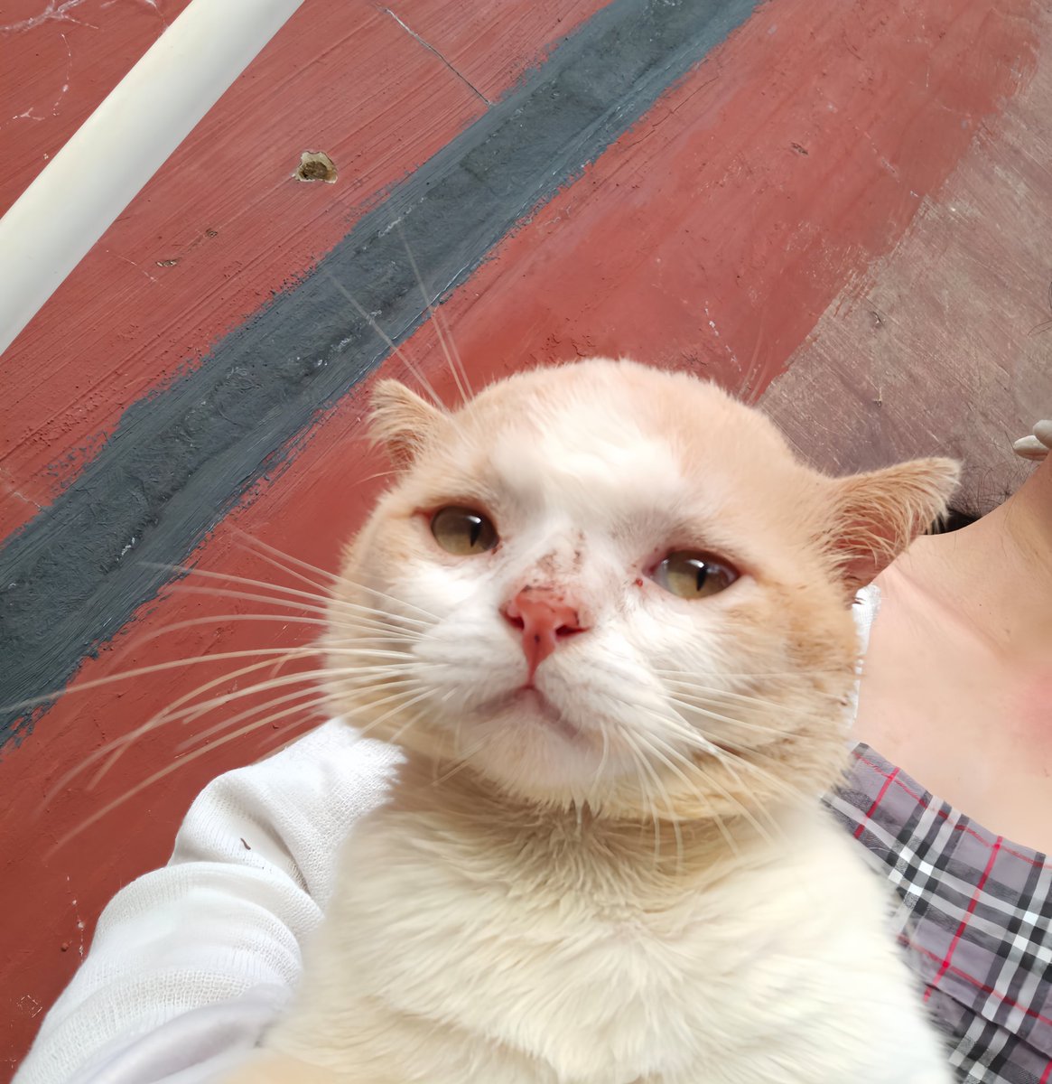 __chimichi's tweet image. yang ngatain dekil aku berakin