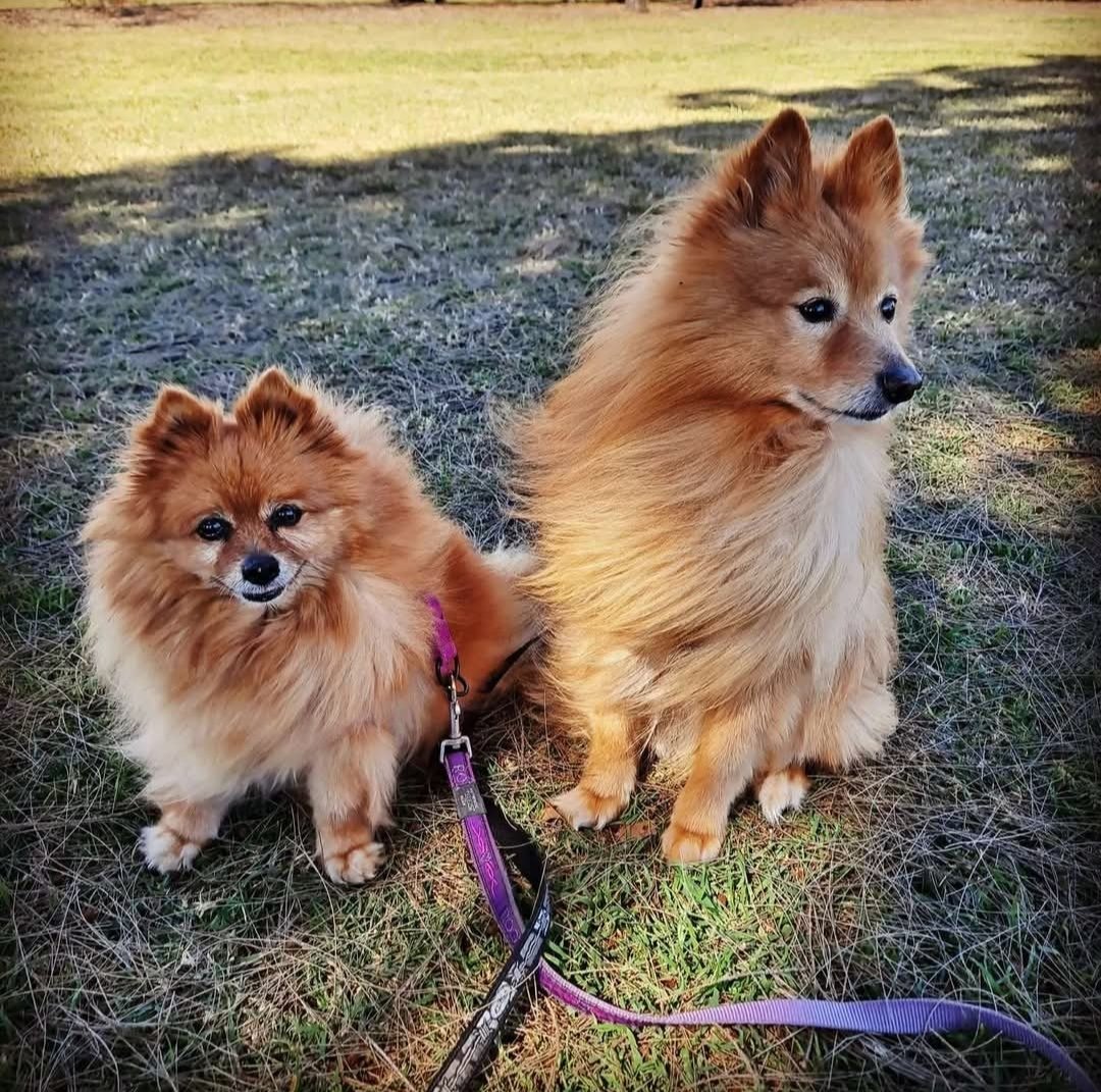 MangledMelzy's tweet image. My other dog, &amp;gt; Loki, crossed the rainbow bridge yesterday. I've lost both my babies, I feel so lost without them. I'd give anything to have them back 💔