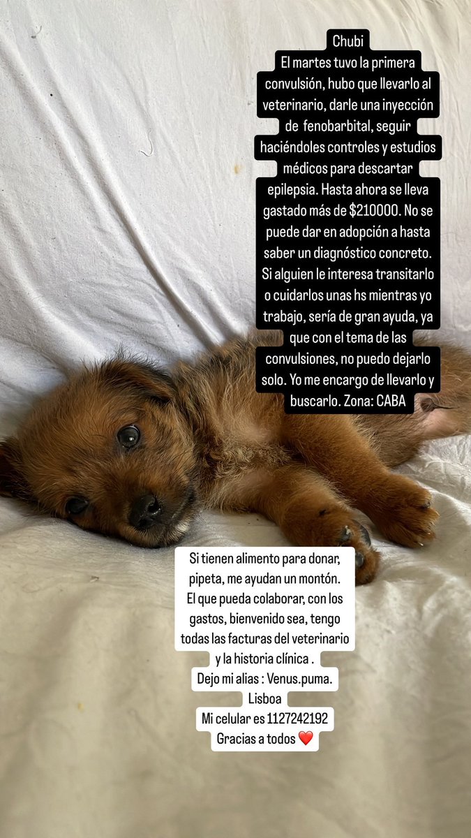 balcanizada's tweet photo. Ayudemos a @deadpancreass con este cachorro. Es urgente. RT. CABA. https://t.co/secBsXISN0