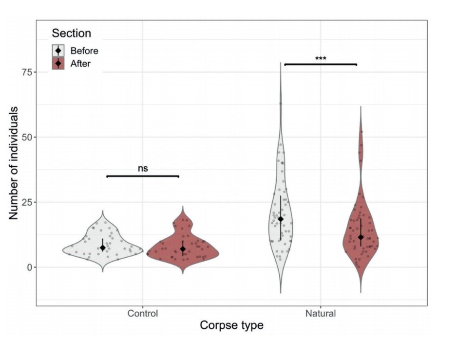 Enjoy our latest paper from 2024, showcasing the strategic move by our Formica to inhibit competitors' activity! 🐜🐜🐜 #ants #Wisdom #STRATEGY <a href="/PolJEcology/">Polish Journal of Ecology</a> <a href="/AntsWarsaw/">Social And Myrmecophilous Insects</a> <a href="/MiIZ_PAS/">Museum and Institute of Zoology PAS</a>