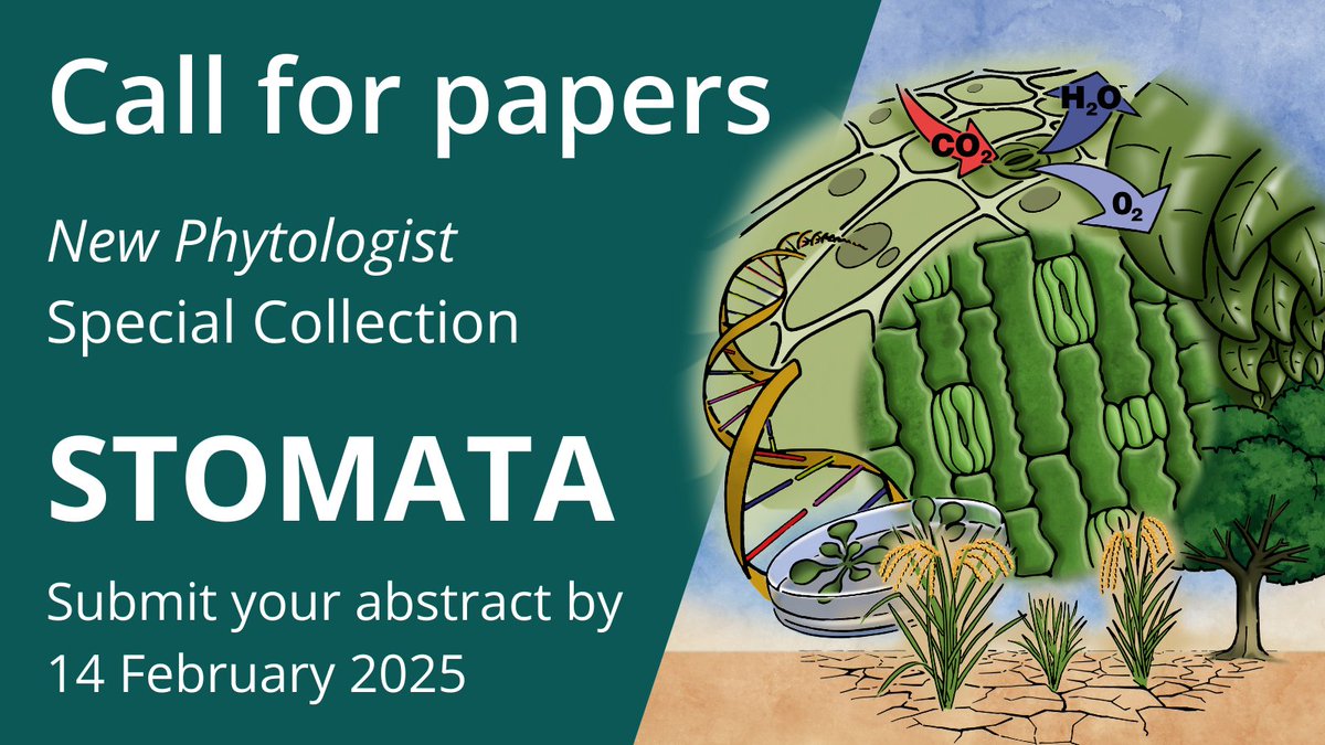 Call for papers: #Stomata

Submit your abstract by 14 February 2025
Deadline for manuscripts: 30 June 2025

More details 👇
newphytologist.org/news/view/353

Watch talks from the recent New Phytologist symposium on the topic: cassyni.com/s/newphyt2024

<a href="/wileyplantsci/">Wiley Plant Science</a>
