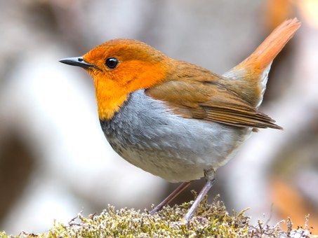 OxGardenCentre's tweet image. Let's all try to keep our local #birds happy &amp;amp; healthy this winter with plenty of food options &amp;amp; #nestingboxes.
We have a wide variety of food including complete seed &amp;amp; nut mixes to fat balls, as well as tables &amp;amp; boxes.
FREE local delivery.
ow.ly/JBrr50UrJuK
#birdfood