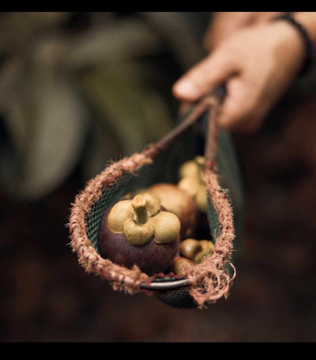 Behind every mangosteen you enjoy is the dedication and innovation of farmers who put their heart into their craft. 

This beautifully crafted, handmade mangosteen catcher is a testament to their ingenuity! 

#MangosteenMagic
#SustainableFarming #CraftedWithCare
#XangoJuice