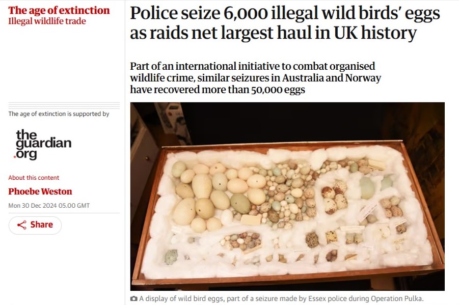 RaptorPersUK's tweet photo. 6,000 wild birds' eggs seized in UK as police bust open international wildlife crime network.

Excellent work led by National Wildlife Crime Unit (NWCU) with regional &amp; international colleagues.

New blog ⬇️⬇️

https://t.co/NzMAQYfMUC https://t.co/trdhPJ7929