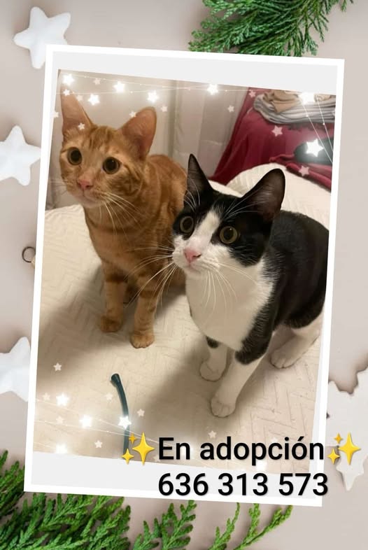 Bea Gutiérrez
16h  · 
Málaga
Leo y Greta 2 preciosidades, dulces y cariñosos. Necesitan un hogar para siempre. ❤️❤️