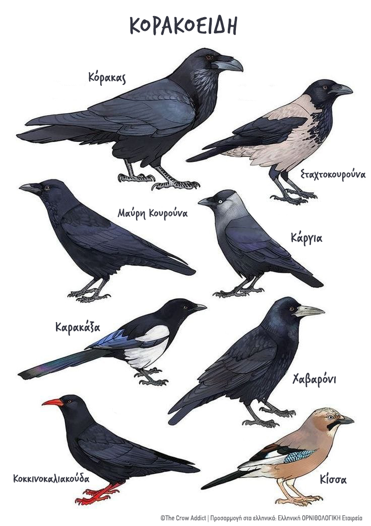 ornithologiki's tweet image. 🐦‍⬛🐦‍⬛Για να μην λέτε όλα τα κορακοειδή... κοράκια!

10 μέλη της πολυμήχανης, πανέξυπνης και παμφάγας αυτής οικογένειας απαντούν τακτικά στη χώρα μας [λείπουν από την εικόνα η Κιτρινοκαλιακούδα &amp;amp; ο Καρυοθραύστης], έχοντας φανατικούς οπαδούς αλλά και... εχθρούς.

📸 The Crow Addict