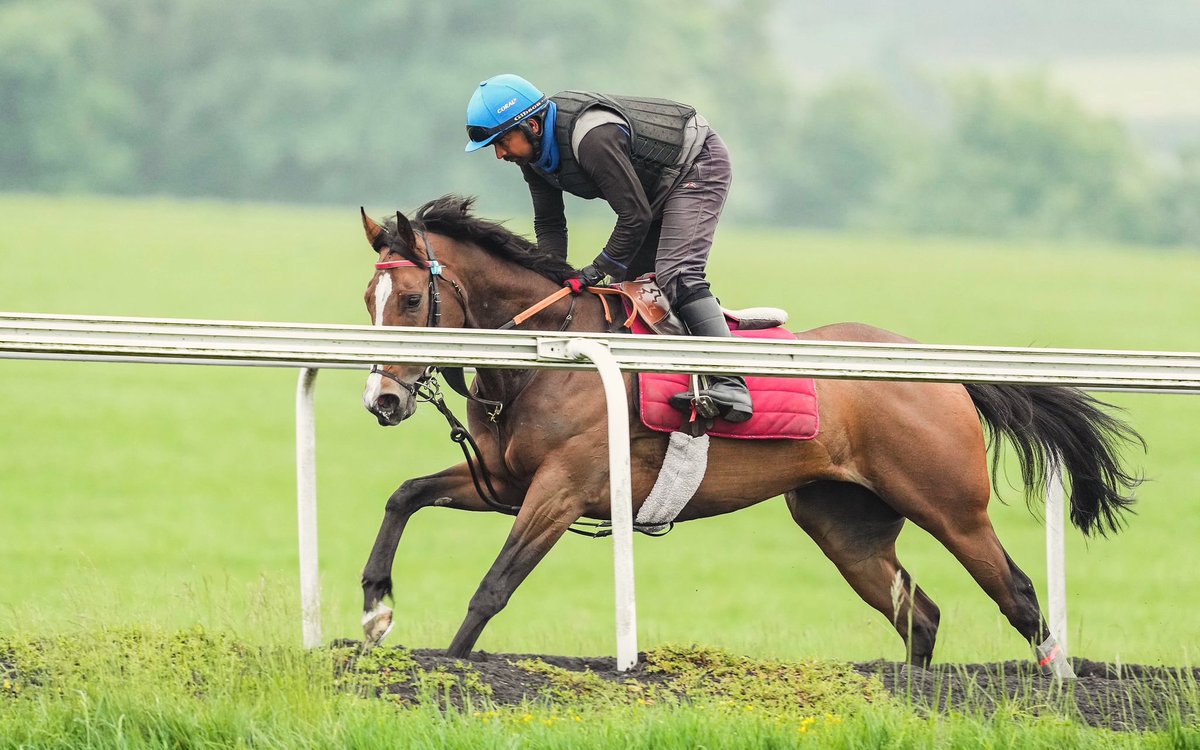 Shes centimental runs today <a href="/WolvesRaces/">Wolverhampton Races</a> for <a href="/MickApplebyUK/">Mick Appleby Racing</a> with <a href="/GeorgeBuckell/">George Buckell</a> taking the ride. Good luck to her owners🔵🟠🐎