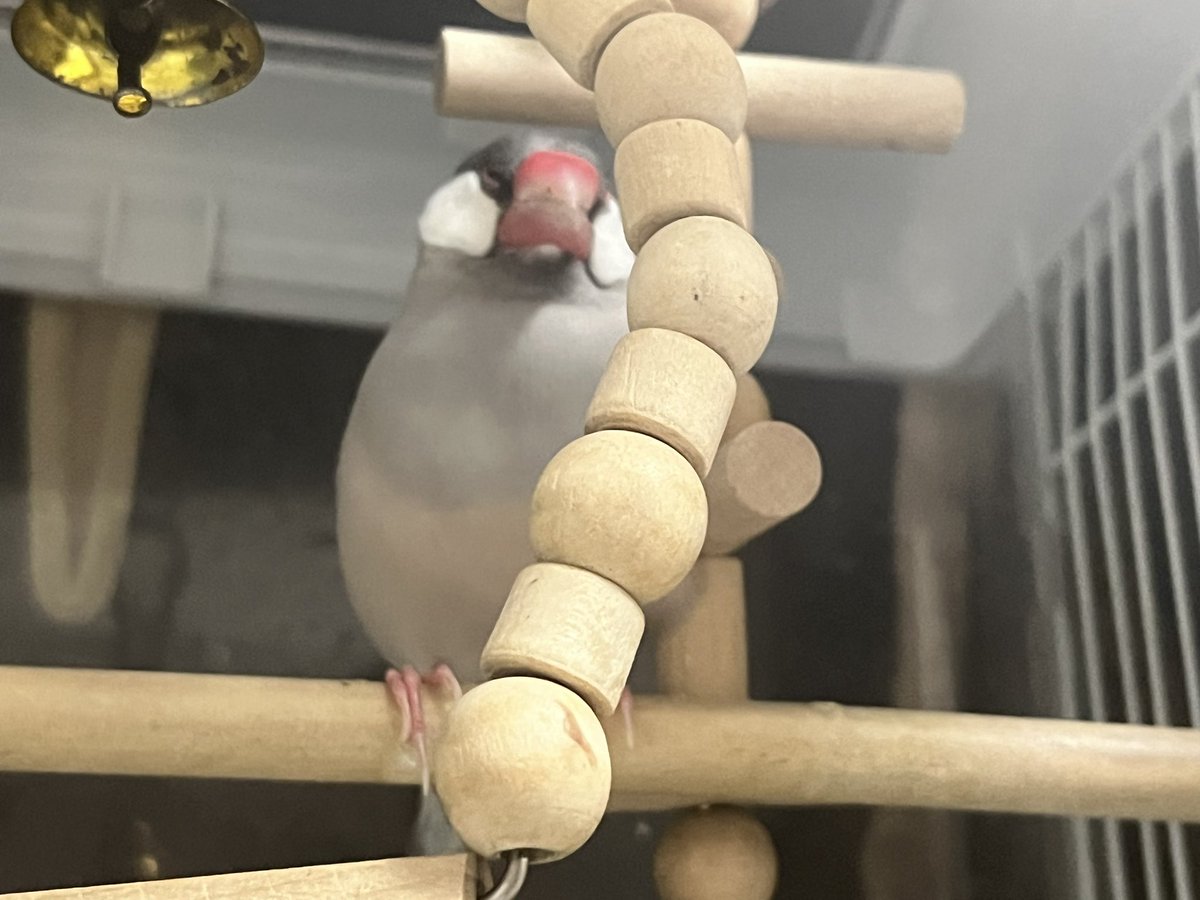 googoo1812's tweet photo. あむ（オス、22年3月生まれ、2歳半）が不調です。

放鳥しても出てこず眠っているため側に行ってもしんどそう。
アイリング・くちばし・あしの色はきれいな色だけど晩ご飯はカナリアシードしか手をつけてなく今朝のご飯もそんな感じだった。

夫が好きなので放鳥は夫担当。私にあまり懐いていない。→ https://t.co/wZuWRw4OOW
