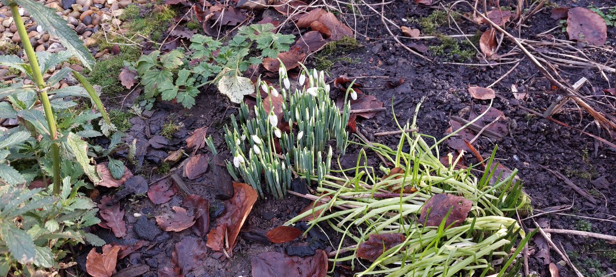 We are still in the season of Christmas; today is the #6thDayOfChristmas Sunrise and snow drops. Peace and goodwill #BeKind <a href="/WhalleyMeth/">Whalley Methodist</a> <a href="/TrinityClithero/">Trinity Methodist Community Hub</a> <a href="/MethodistGB/">The Methodist Church</a> @UniLancs <a href="/CentralBurnley/">Central Methodist Burnley</a> <a href="/gather_movement/">Gather Movement</a> <a href="/lsc_vcfse/">LSC VCFSE Alliance</a> <a href="/LSCft_CRoots/">Community Roots LSCft</a> <a href="/B_B_Burnley/">Building Bridges in Burnley</a> <a href="/mayaellisuk/">Maya Ellis MP ☀️</a> <a href="/CitizensUK/">Citizens UK</a>