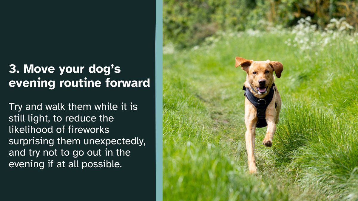 Dogs for Good tweet media