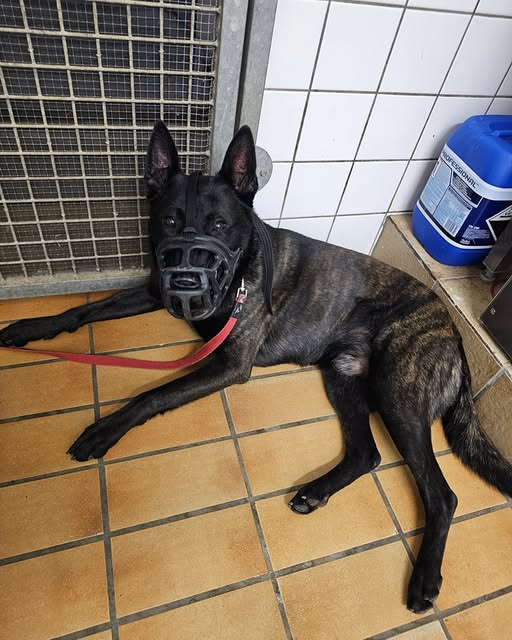 76437 Rastatt
schon wieder ein Hund ausgesetzt! Am 29.12.24 wurde er in Rastatt am Leopoldring an einem Straßenschild ausgesetzt. Gefunden wurde er gegen 0 Uhr nachts.
Er trug zu diesem Zeitpunkt bereits zwei aufeinanderpassende Maulkörbe. 
07222-21424  info@tierheim-rastatt.de