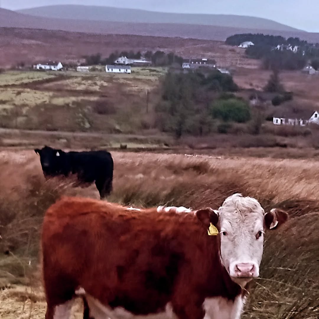 Day 365 ✅️ #366DaysOfWalking