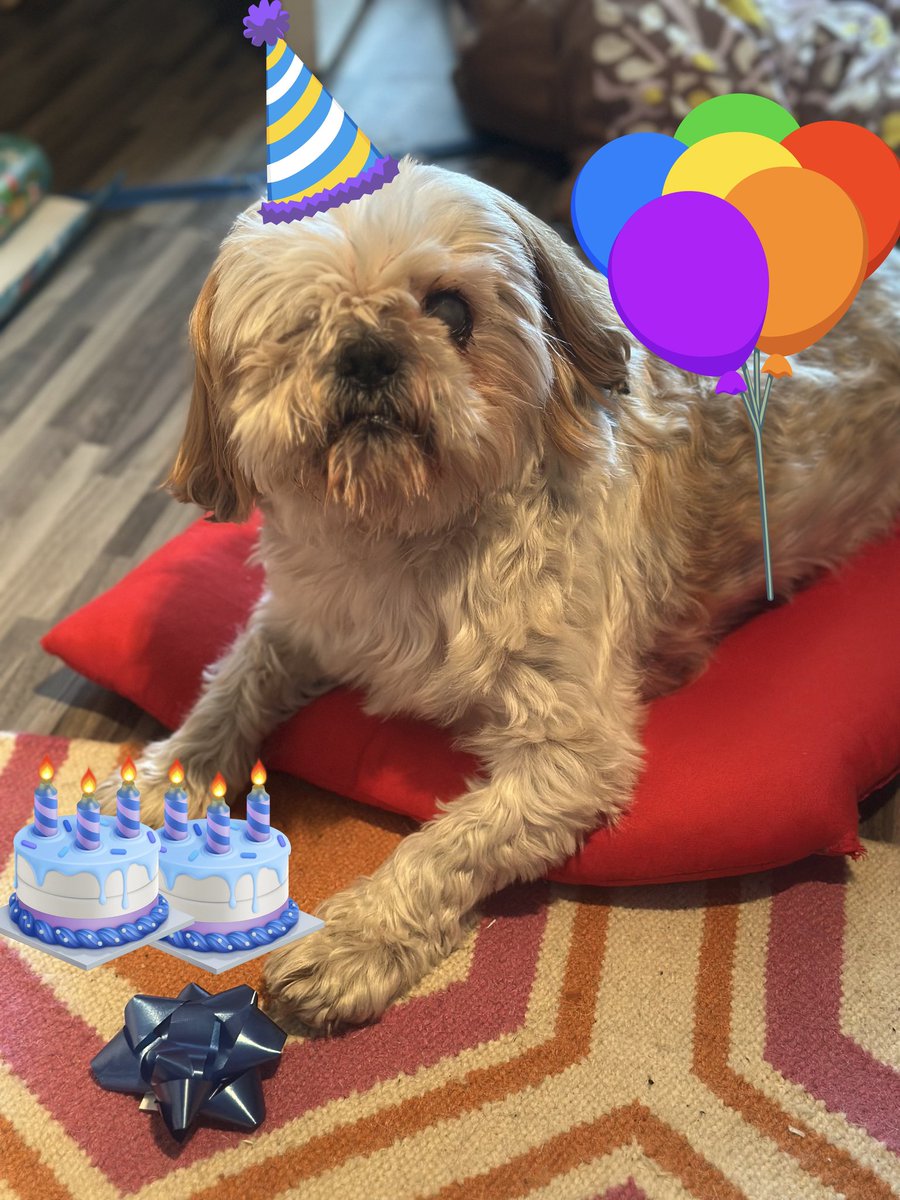 CHIPTheShihTzu's tweet photo. rescued 6๏ธโฃ years ago today ๐๐๐๐๐ฐ
#CHIPTheShihTzu #AdoptDontShop https://t.co/AvHwXq4WnQ