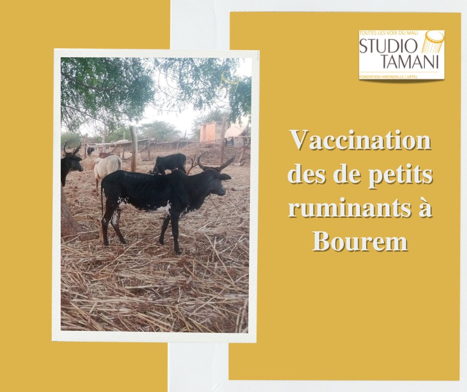 StudioTamani's tweet photo. #Mali 🇲🇱 Près de 25.000 têtes de petits ruminants ont été vaccinées contre la #Peste entre le 15 novembre au 29 décembre 2024 dans les communes de #Bourem et #Taboye. 𝑬𝒏 𝒍𝒊𝒓𝒆 + 𝒔𝒖𝒓 📖👉 https://t.co/t5fTm7HgFW https://t.co/jOi0ABDG0S