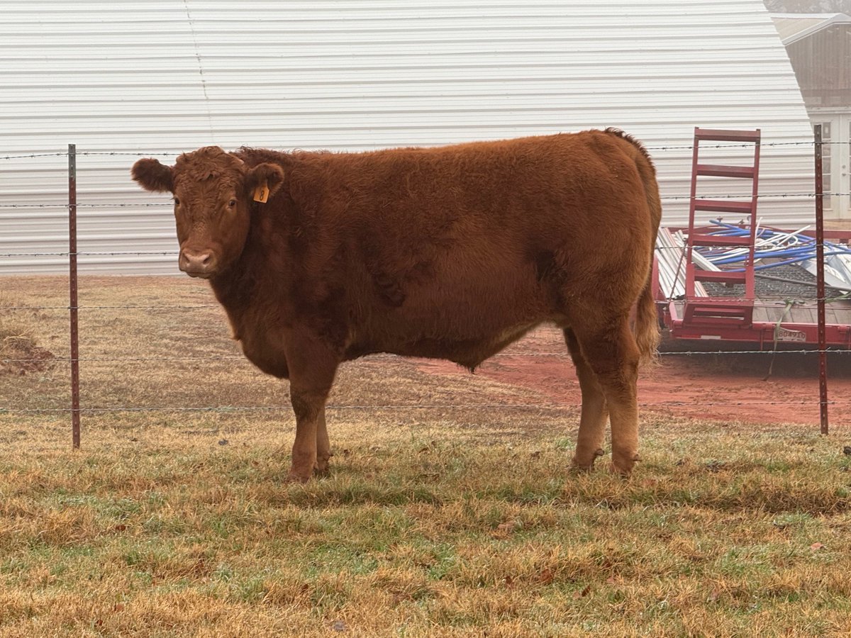 Okie_Rancher's tweet image. Here's our amazing start to the year! We just ended the year by selling four of the best steers we've ever raised to customers (pasture to plate). On the hoof weights: 1561, 1493, 1605, and 1406, with a hanging to hoof percentage of 68% each, all prime angus/akaushi wagyu…