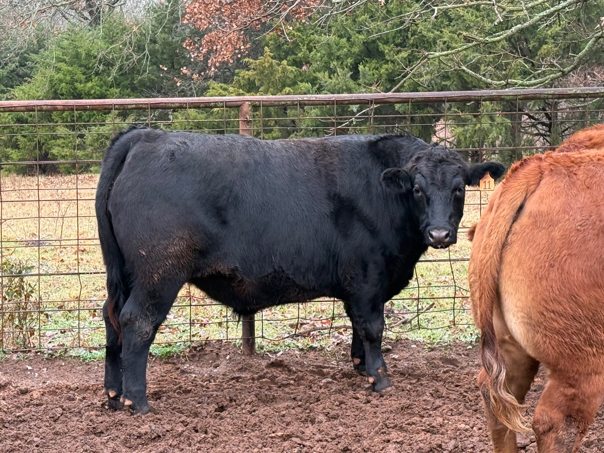 Okie_Rancher's tweet image. Here's our amazing start to the year! We just ended the year by selling four of the best steers we've ever raised to customers (pasture to plate). On the hoof weights: 1561, 1493, 1605, and 1406, with a hanging to hoof percentage of 68% each, all prime angus/akaushi wagyu…