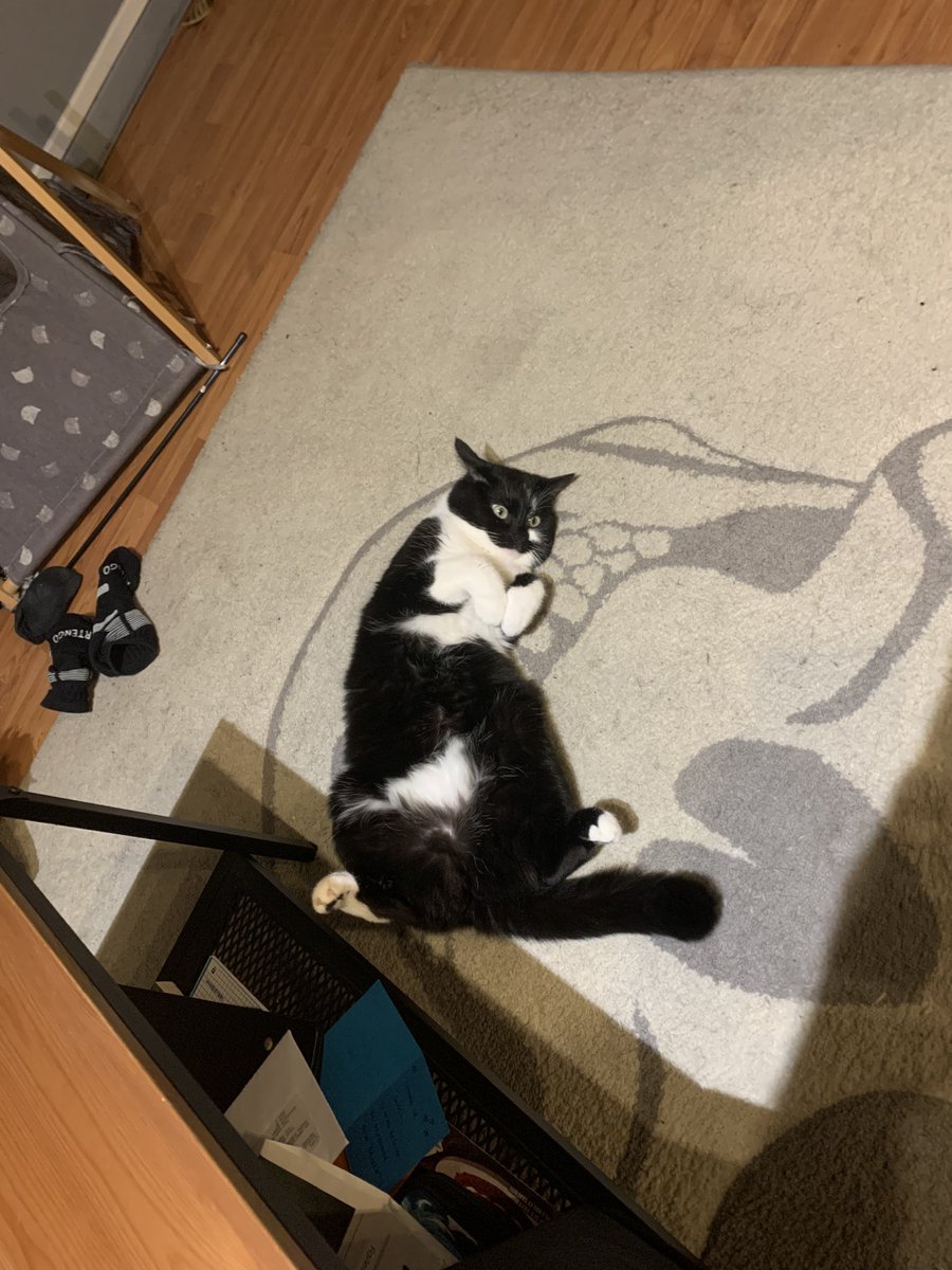 FeelGoodCSGO's tweet photo. @saturnethecat https://t.co/z0JpL8kUXJ
