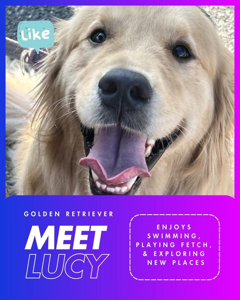 🐾 Meet Lucy, the Golden Retriever with a heart full of adventure! She loves swimming, chasing after her favorite ball, and discovering new places. 🌊🎾💛 

Is your pup ready to meet their perfect match? Start swiping today and make playtime unforgettable! 🐶✨