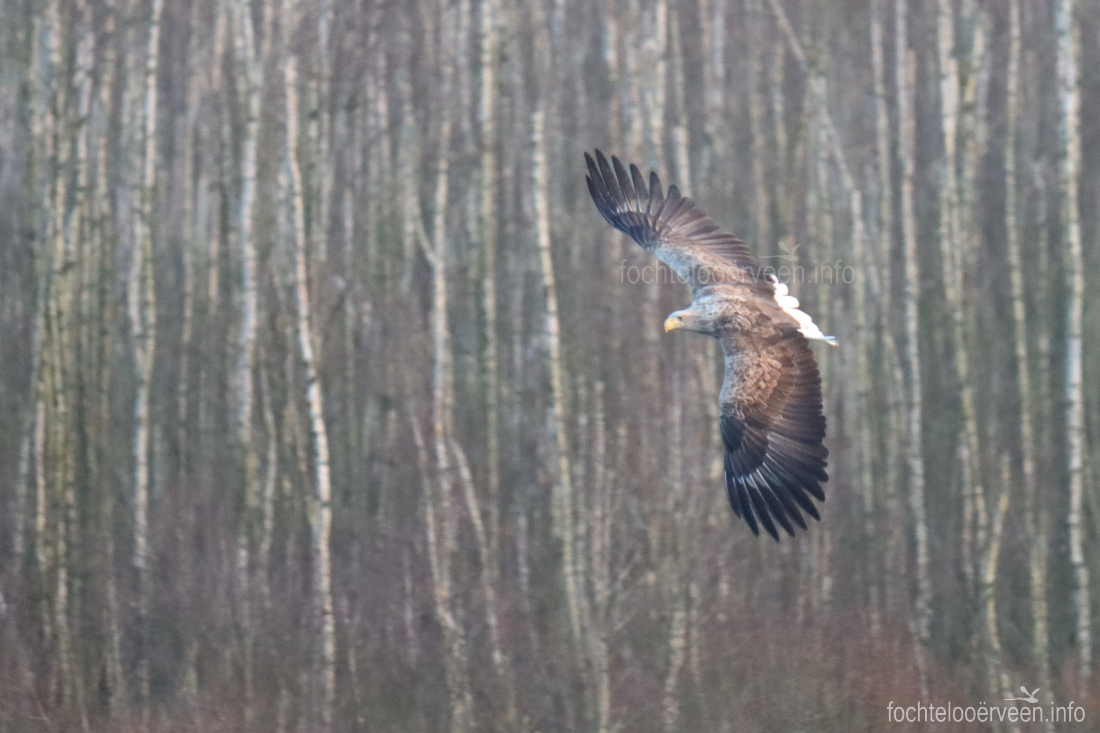 fochtelooerveen info tweet media